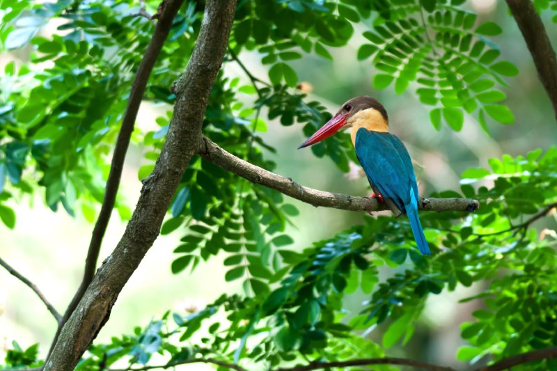 - Interesting Bird Species You Can Find at Mbizi