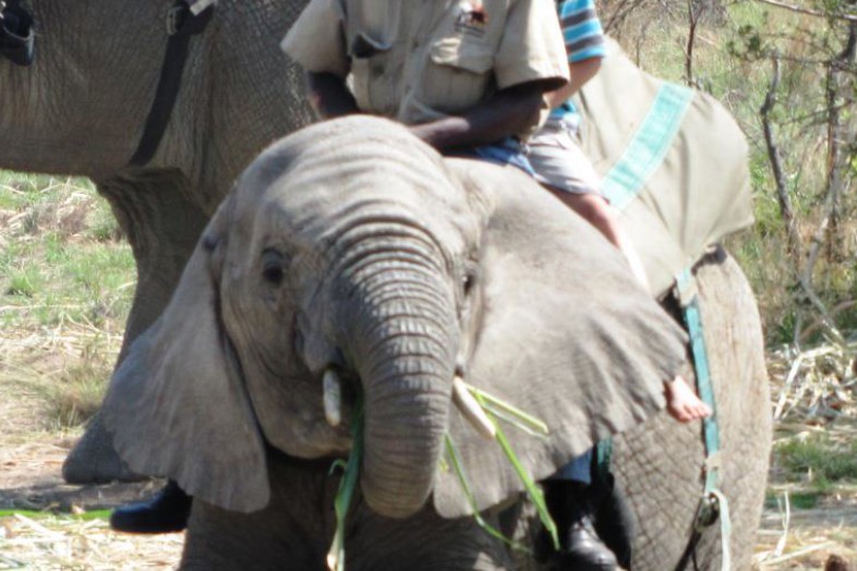 Elephant Adventures in Bela Bela