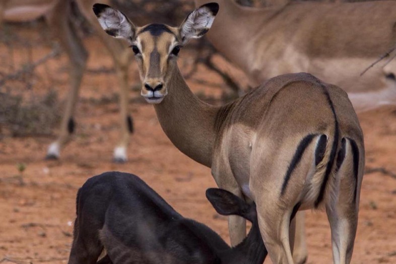 Kruger Park Safari Tours_ African Wildlife Adventure