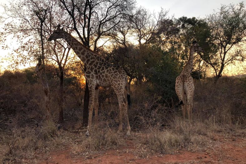 - Visit Wildlife Animal Rescue Services in Bela Bela