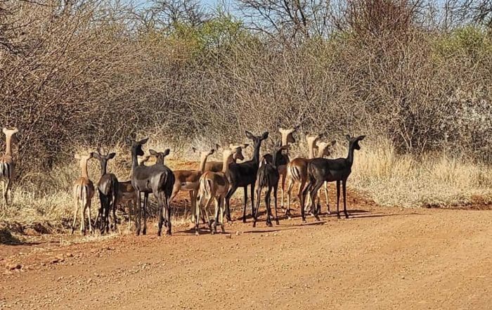 A Guide to Campfire Songs, Stories and Snacks Wild animals at Mbizi