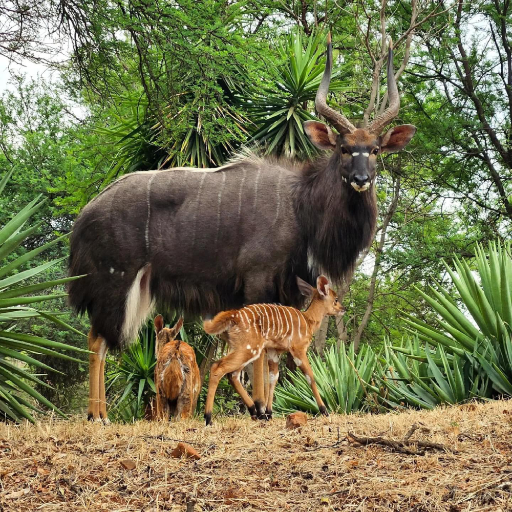 Things to Do in Bela Bela: Ultimate Travel Guide Mbizi - Wildlife