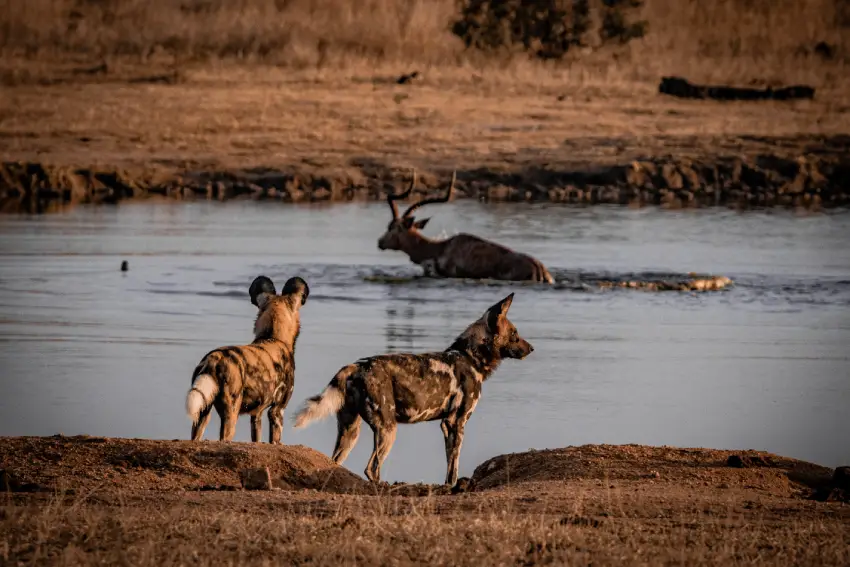 Modern life leaves little room to rest properly - Nature Wellness Safaris
